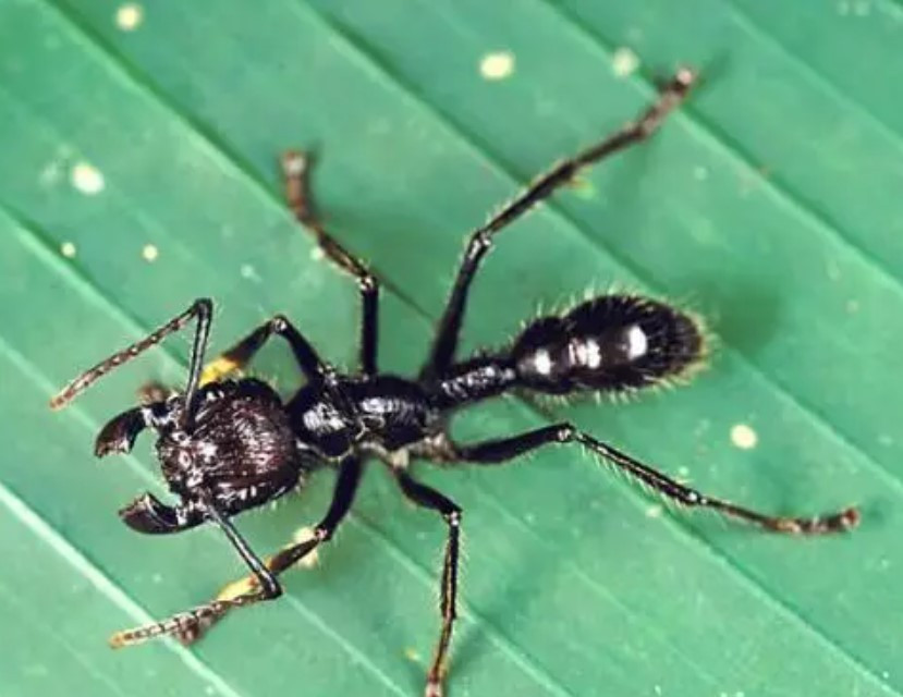 Kiến đạn thuộc họ Formicidae, chi Carpenter Ants, ngành Arthropoda, phân bố chủ yếu ở rừng nhiệt đới Amazon, hình dáng của chúng tương tự như tổ tiên của ong bắp cày, ít thay đổi qua hàng triệu năm. 