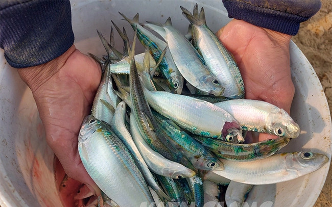 Giá khô mực, giá tôm khô hiện ở Kiên Giang tăng từ 20-100.000 đồng/kg - Hình 5 Gia kho muc, gia tom kho hien o Kien Giang tang tu 20-100.000 dong/kg-Hinh-5