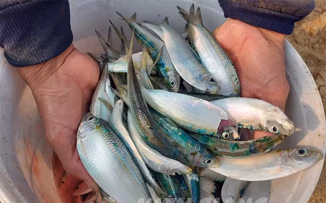 Gia kho muc, gia tom kho hien o Kien Giang tang tu 20-100.000 dong/kg-Hinh-5