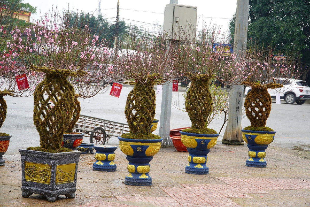 Một bình đào được ghép từ nhiều loại đào khác nhau tạo nên nhiều màu sắc trên một bình hoa. *Tiêu đề bài viết đã được biên tập lại