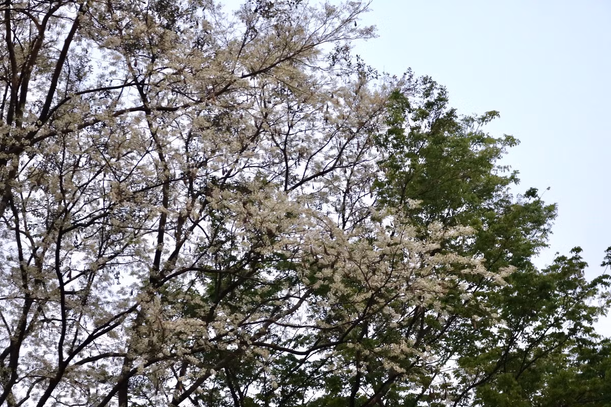 Sưa chỉ ra hoa một lần trong năm vào tháng 3. Cánh hoa mỏng manh nở nhanh và phai tàn cũng nhanh.