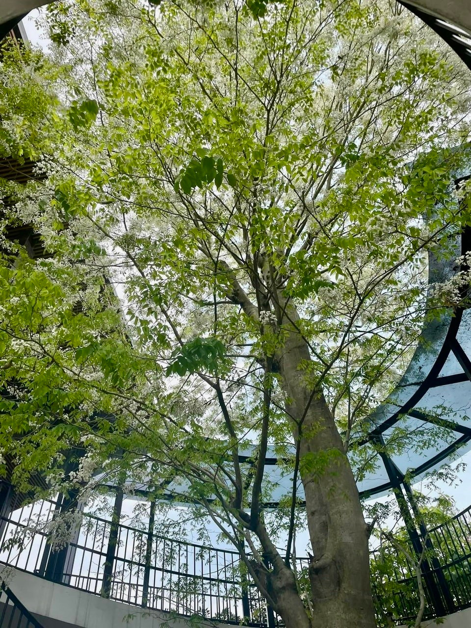 Hoa sưa, dù nhìn ở góc độ nào cũng đẹp mê mẩn đến kỳ lạ.