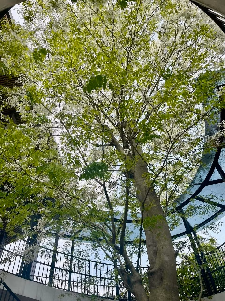 Hoa sưa, dù nhìn ở góc độ nào cũng đẹp mê mẩn đến kỳ lạ.