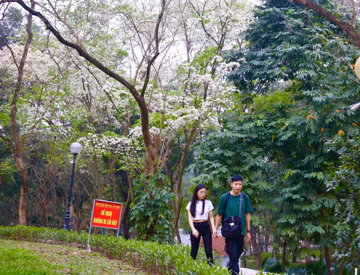 Cùng nhau đi dạo trong mùa sưa nở trắng là sở thích của rất nhiều người Hà Nội.