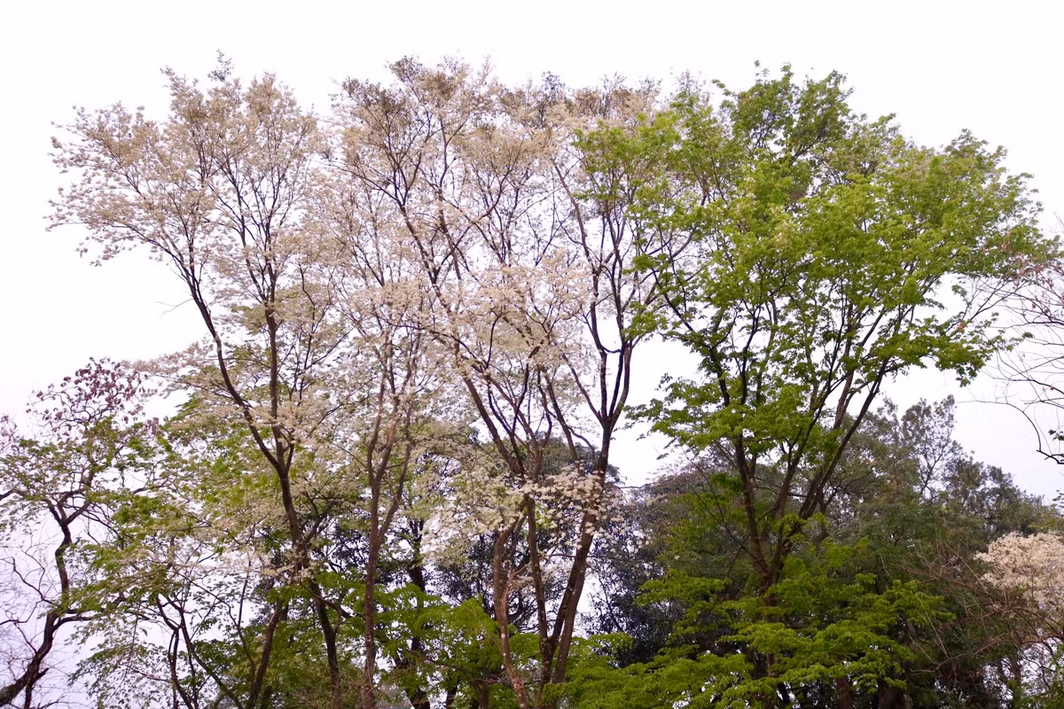 Hoa sưa không nở lác đác, mà mỗi lần nở sẽ phủ kín cả cây, rực sáng cả một góc trời.