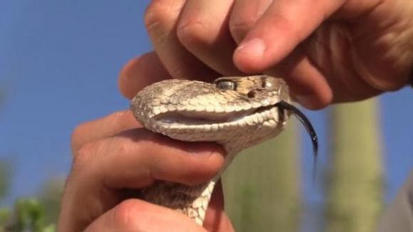 Tai sao sau khi giet ran doc phai mang dau ran di chon?