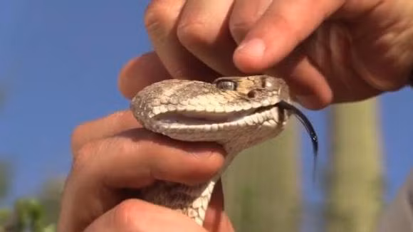 Tai sao sau khi giet ran doc phai mang dau ran di chon?