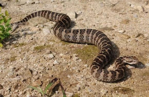 Tai sao sau khi giet ran doc phai mang dau ran di chon?-Hinh-3