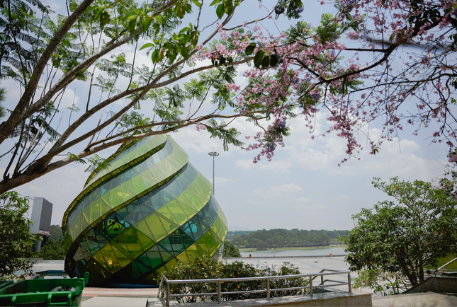 Ky la hoa mai anh dao ruc ro no trai mua o Da Lat-Hinh-4