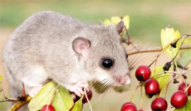 Loai vat duoc menh danh 'than ngu', 9 thang 'ngu say nhu chet'-Hinh-2