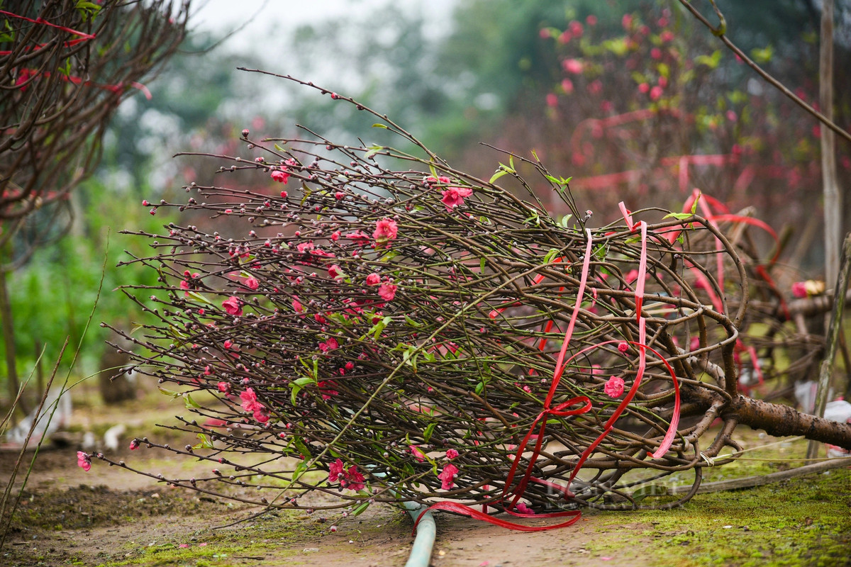 Những cây đào nở đẹp sẽ được thu hoạch theo 2 cách; cắt cả cây hoặc cắt những cành đào nhỏ và bó lại.