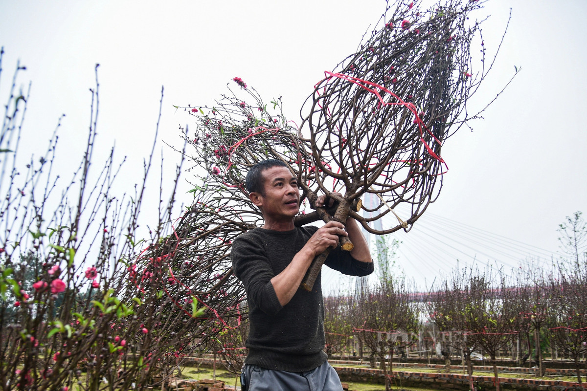 Một người dân trồng đào tại Phú Thượng cho biết, năm nay thời tiết thuận lợi, gái cả cũng hợp lý. Sau khi trừ các khoản chi phí đem lại thu nhập cao, không bị rơi vào tình trạng được mùa mất giá như mọi năm.