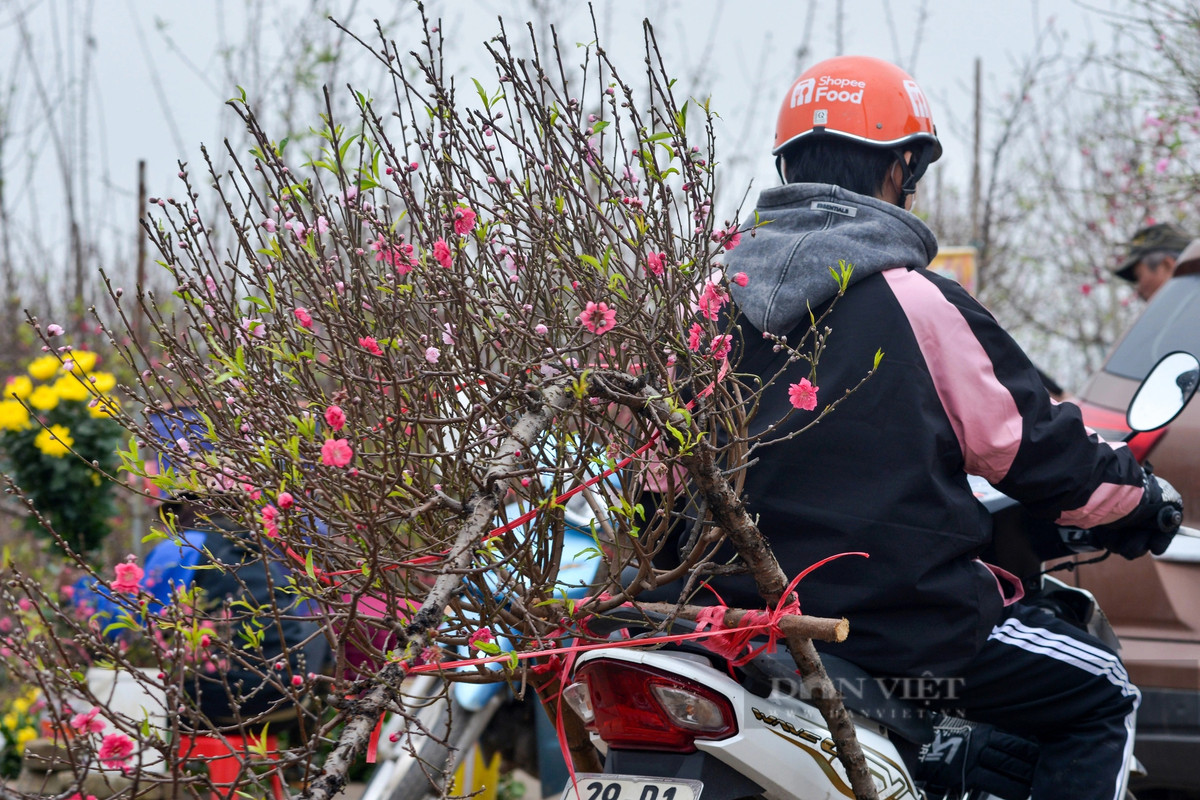 Những cành hoa đào đặt trước của khách hàng được nhà vườn thuê người vận chuyển đến tận nhà.