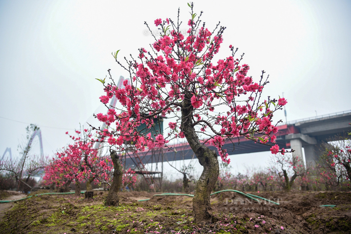 Hoa đào khoe sắc rực rỡ dưới cầu Nhật Tân những ngày sát Tết Nguyên đán 2024.