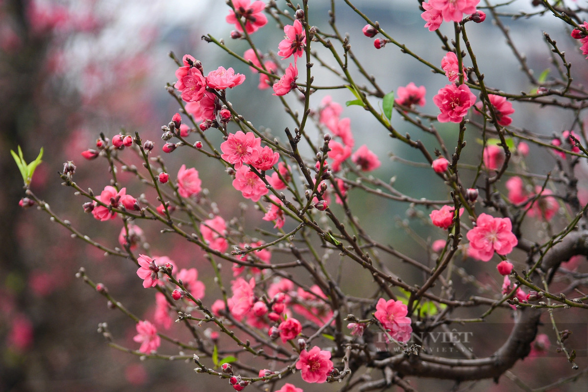 Vừa qua, do ảnh hưởng của thời tiết khiến một lượng gốc đào đã bung nở sớm. Hiện tại, người dân đang phải dùng biện pháp hãm để đào có thể bung nở đúng dịp Tết. Đào tại vườn có nhiều mức giá, đào cành nhỏ từ khoảng 200.000 đồng/cành. Loại vừa giá từ 1-3 triệu đồng/cành. Có loại 10-20 triệu đồng/gốc, cá biệt có cây 50 triệu đồng tùy dáng, thế và đường kính của gốc đào.