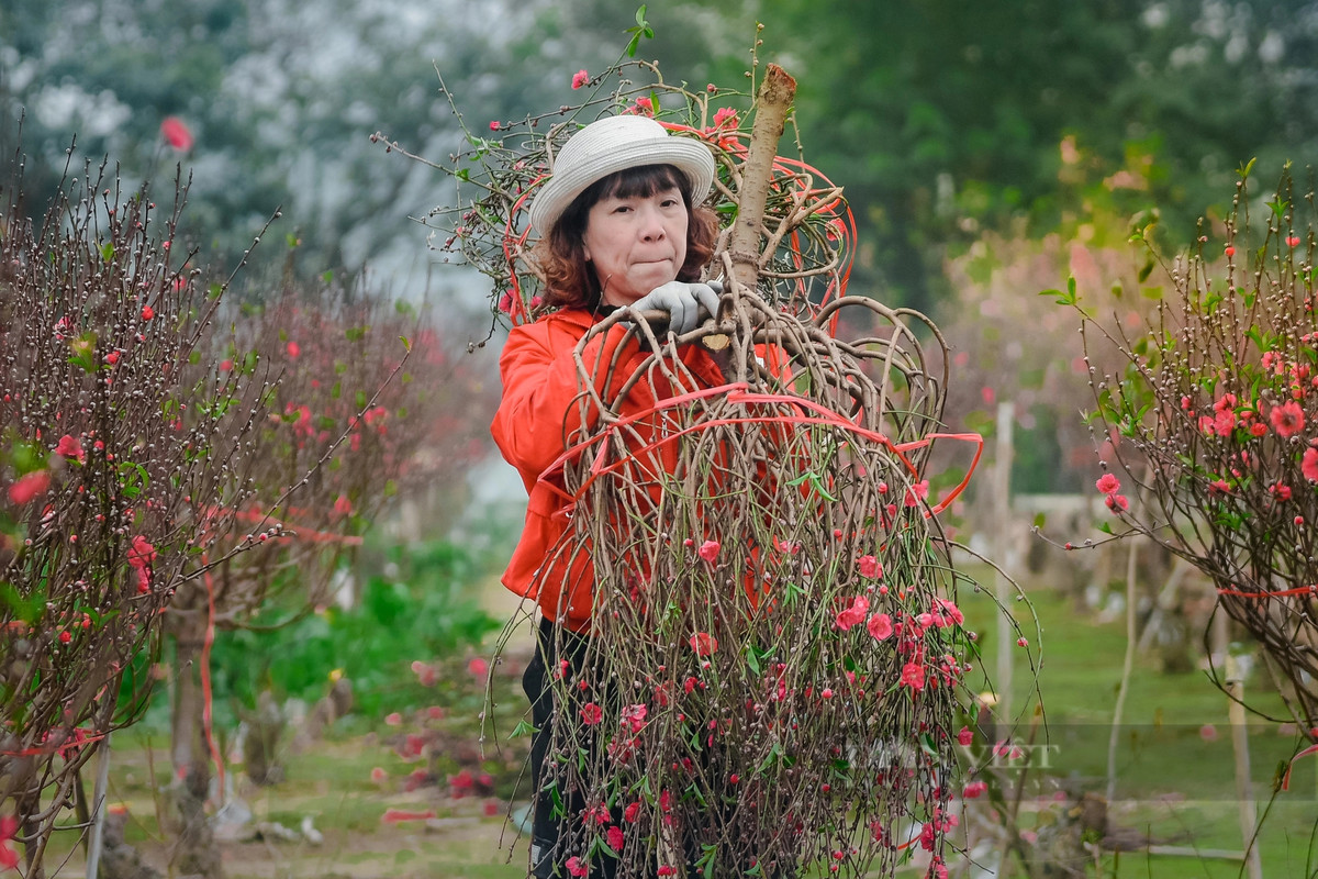 Những người trồng đào tại khu vực này bận rộn suốt ngày với việc chặt đào và mang đến tận nhà những vị khách đặt mua.