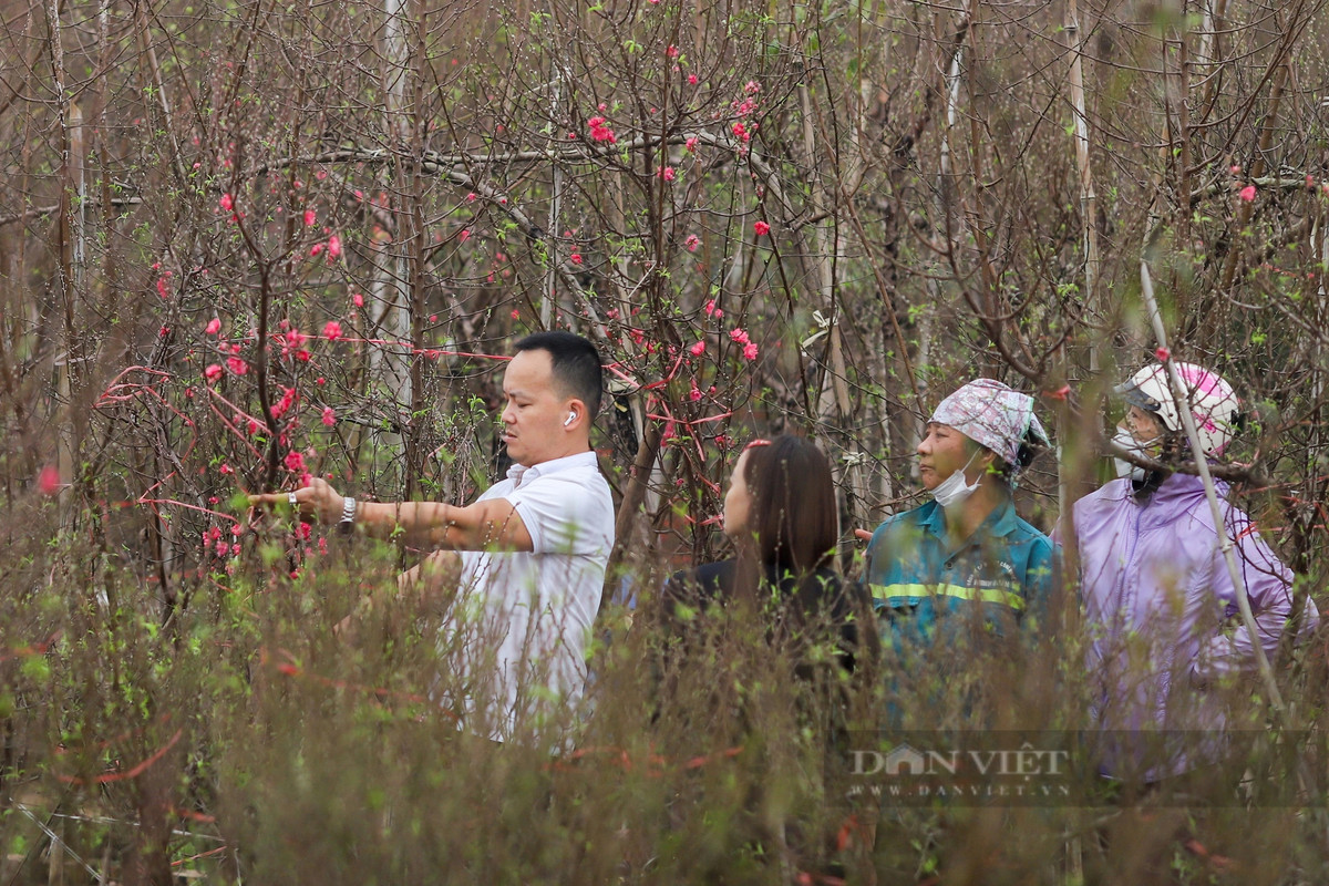Theo ghi nhận của PV Dân Việt, lượng khách đến mua và chiêm ngưỡng đào đông đúc nhất vào cuối giờ chiều.