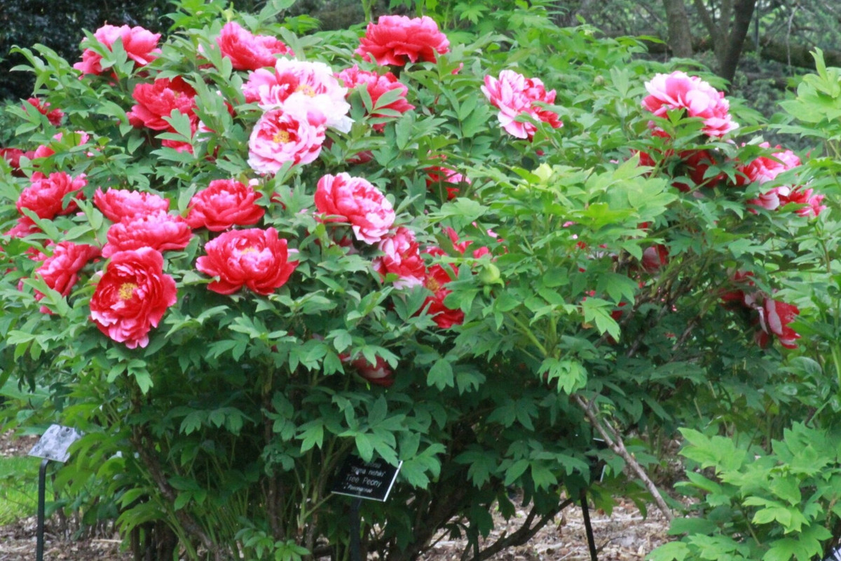 Trong các gia đình, cây cảnh này đã trở thành cây trấn nhà, có tác dụng thu hút tài lộc, cải thiện vận may, mang lại của cải, tạo thêm bầu không khí tươi đẹp cho cuộc sống.