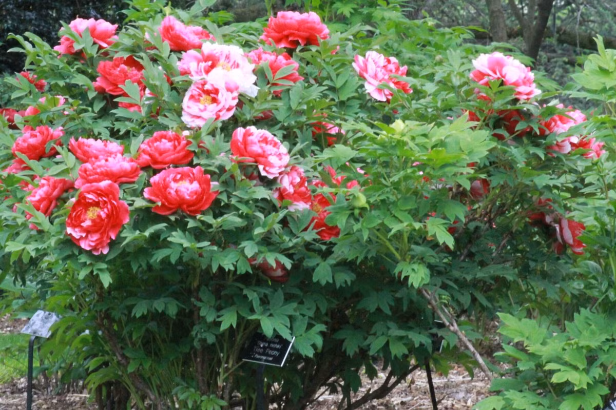 Trong các gia đình, cây cảnh này đã trở thành cây trấn nhà, có tác dụng thu hút tài lộc, cải thiện vận may, mang lại của cải, tạo thêm bầu không khí tươi đẹp cho cuộc sống.