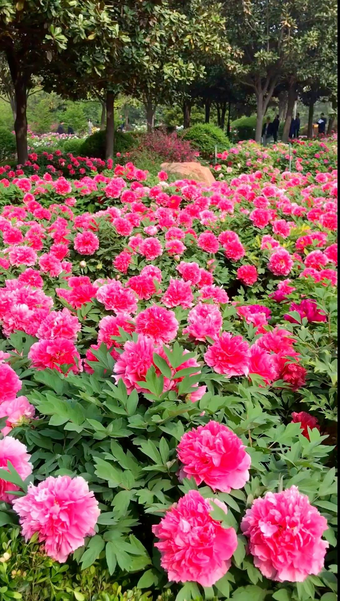  Màu lá của cây cảnh này cũng rất độc đáo, từ xanh nhạt vào đầu xuân, xanh ngọc lục bảo vào giữa mùa hè, vàng óng vào mùa thu cho đến vẻ đẹp dịu dàng vào mùa đông.