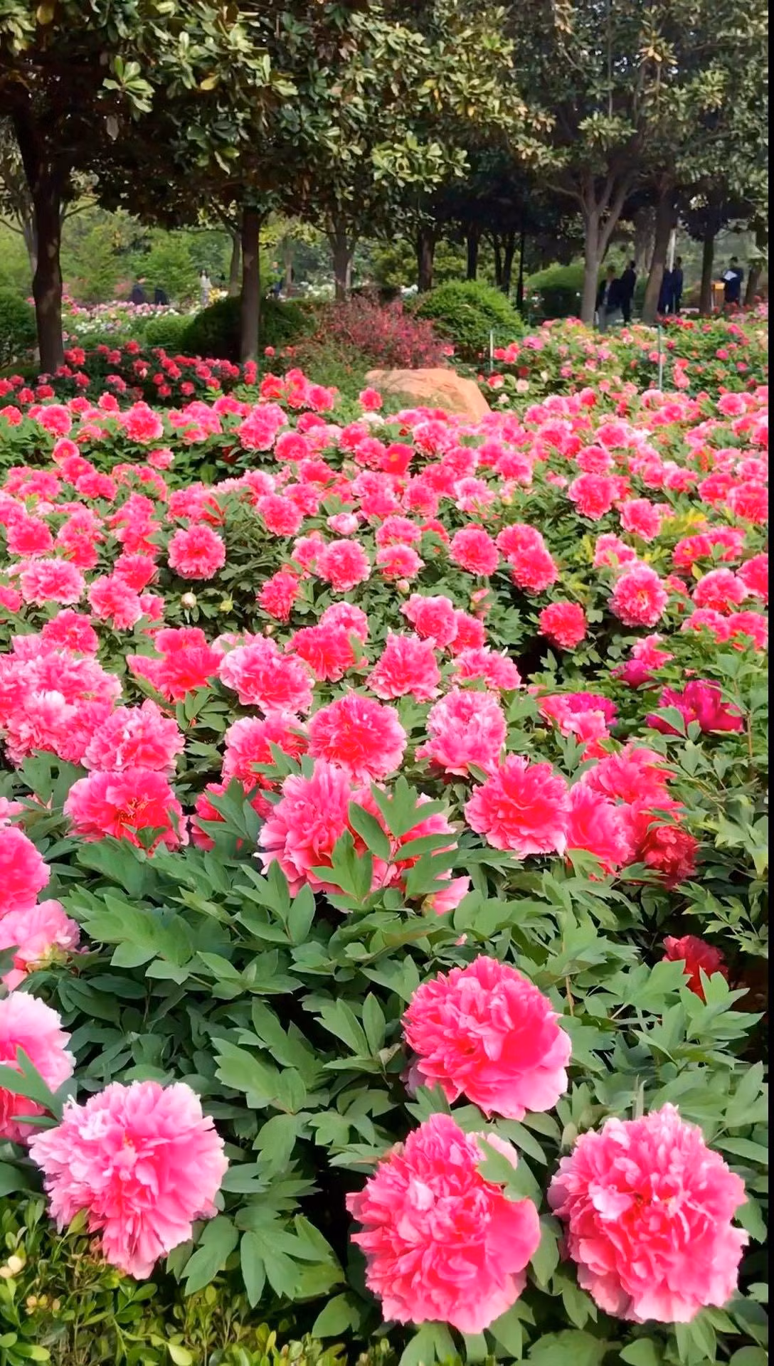  Màu lá của cây cảnh này cũng rất độc đáo, từ xanh nhạt vào đầu xuân, xanh ngọc lục bảo vào giữa mùa hè, vàng óng vào mùa thu cho đến vẻ đẹp dịu dàng vào mùa đông.