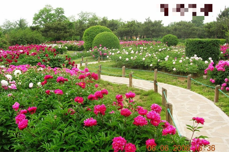 Mỗi cánh hoa đều toát lên vẻ quyến rũ độc đáo và có giá trị trang trí rất lớn. Vào thời xa xưa, chỉ có hoàng gia quý tộc, quan lại mới trồng hoa mẫu đơn. Hoa mẫu đơn xuất hiện cũng đại diện cho địa vị, quyền lực.