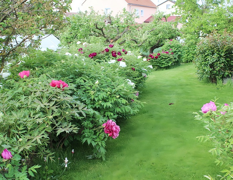  Cho dù đối với những người yêu hoa hay những người giàu có muốn tăng sự sang trọng, quyền quý cho khu vườn nhà mình thì hoa mẫu đơn là một lựa chọn đáng để thử. 