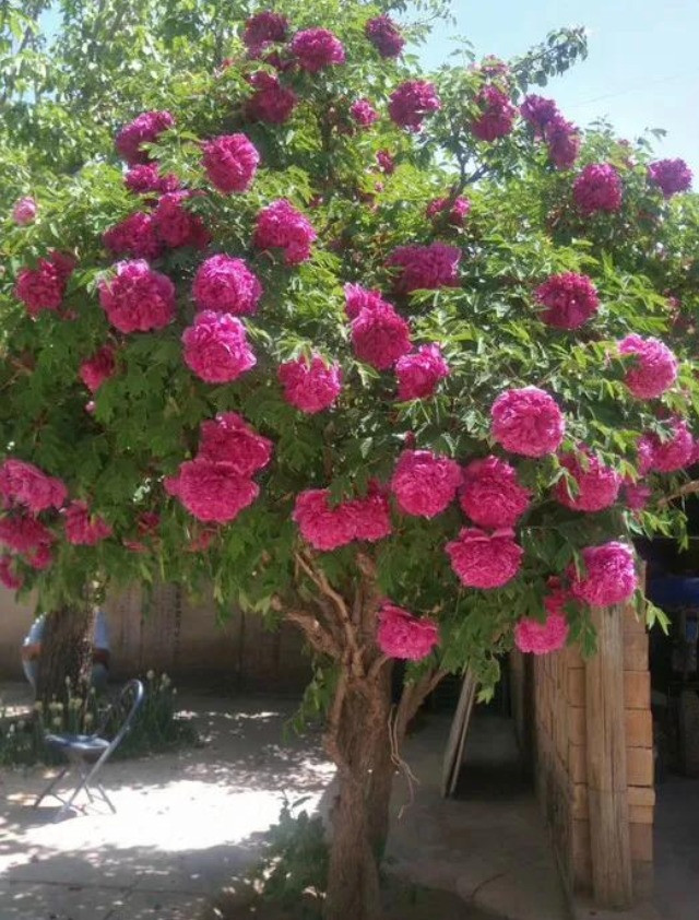  Cây mẫu đơn cổ thụ được trồng trong vườn hoàng gia và quý tộc từ xa xưa nó là biểu tượng của sự thịnh vượng, thể hiện bản sắc, địa vị và gu thẩm mỹ chỉ những người giàu sang mới có được.