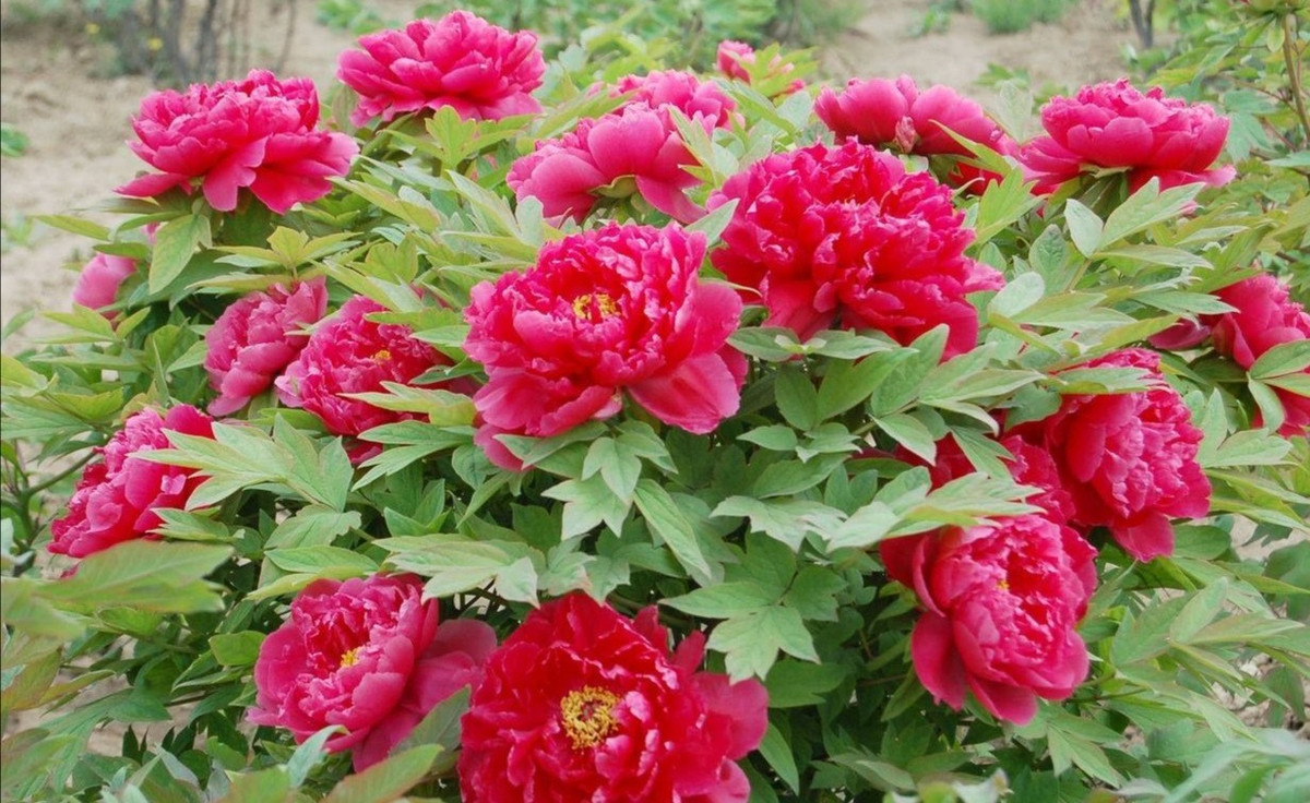 Mẫu đơn, tên khoa học là Paeonia, là chi duy nhất trong họ Mẫu đơn (Paeoniaceae). Đúng như tên gọi của nó, hoa mẫu đơn được mệnh danh là vua của các loài hoa bởi sự sang trọng và thanh lịch, duyên dáng và xinh đẹp. Các cánh hoa được bọc thành nhiều lớp và có màu sắc phong phú. 