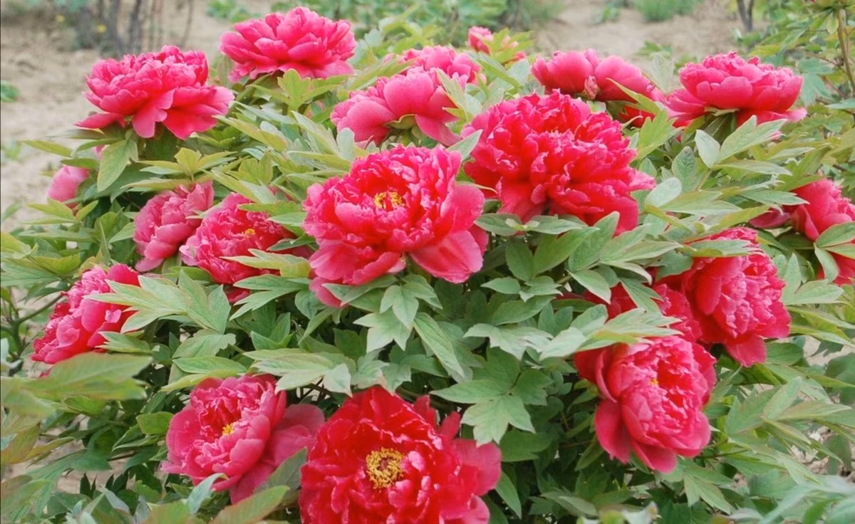 Mẫu đơn, tên khoa học là Paeonia, là chi duy nhất trong họ Mẫu đơn (Paeoniaceae). Đúng như tên gọi của nó, hoa mẫu đơn được mệnh danh là vua của các loài hoa bởi sự sang trọng và thanh lịch, duyên dáng và xinh đẹp. Các cánh hoa được bọc thành nhiều lớp và có màu sắc phong phú. 