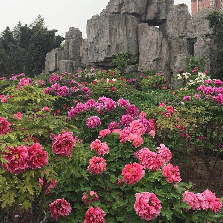 Người giàu thích ngồi dưới gốc cây mẫu đơn trăm tuổi, tận hưởng hương thơm của hoa mẫu đơn và mãn nhãn ngắm nhìn vẻ đẹp của từng cánh hoa. 