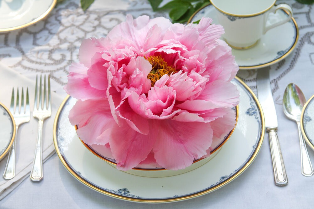 ##ss###style="font-size: 16px; text-align: justify;">Người xưa coi mẫu đơn là biểu tượng của sự sang trọng và quý phái, kiêu hãnh và quyền lực, cao quý và nổi bật. Cây cảnh này là biểu tượng của sự giàu có, cát tường và thịnh vượng.