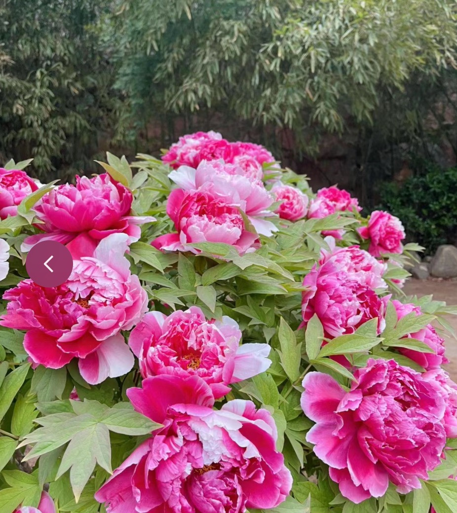 Mẫu đơn đã đi vào thơ ca và là nguồn cảm hứng cho nhiều thi nhân, mặc khách. Vào thời điểm chuyển tiếp giữa mùa xuân và mùa hè, cây cảnh sẽ nở những bông hoa đầu tiên, hoa lớn, to như cái đĩa, cánh hoa to, đầy đặn, long lanh sương và mang hương thơm nồng nàn, đủ để lấn át tất cả các loài hoa khác.