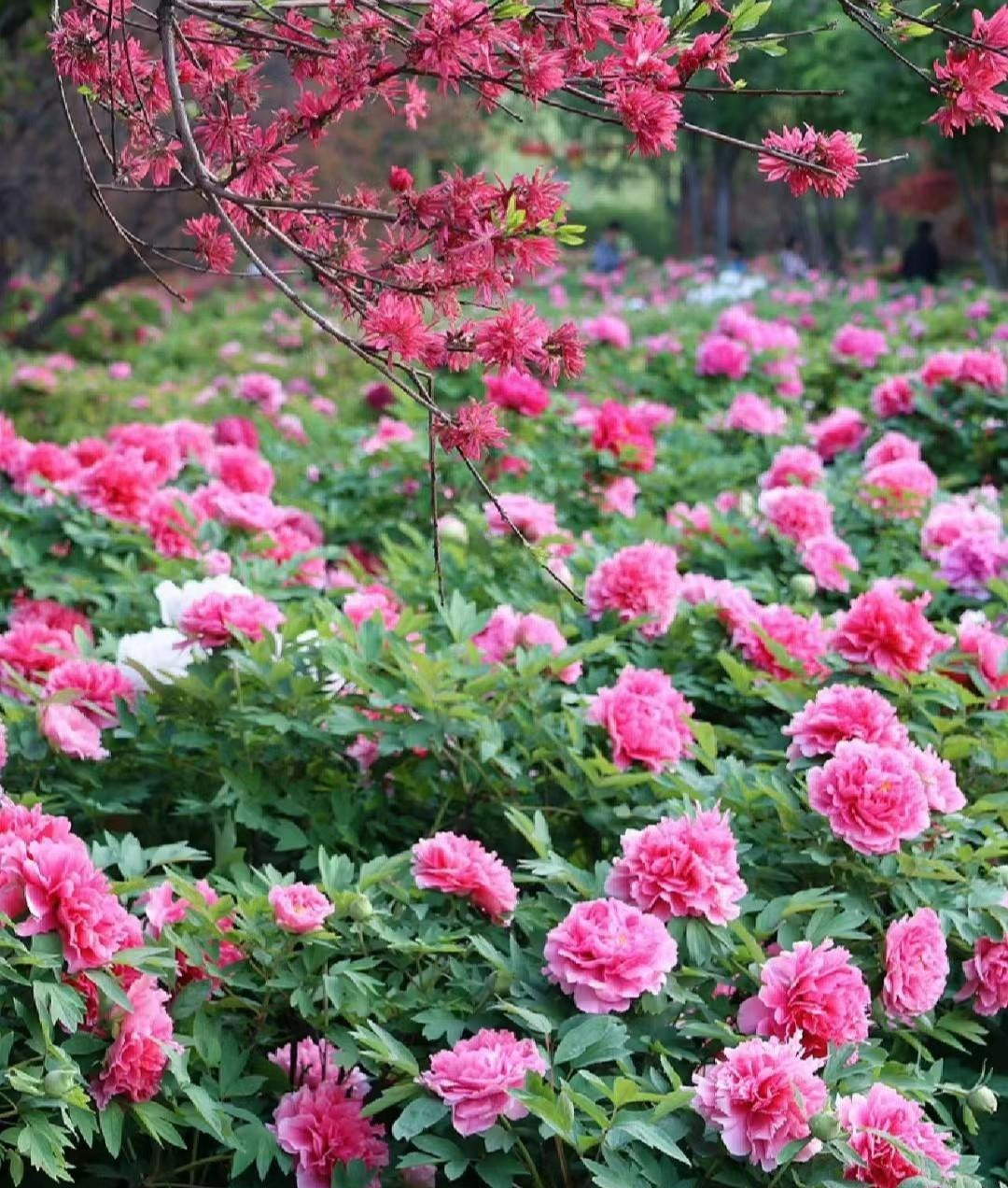 Hoa mẫu đơn không chỉ là loài hoa đẹp, quý phái, sang trọng mà còn có ý nghĩa phong thủy tốt lành, thu hút vận may và tài lộc cho gia đình. Trồng cây cảnh mẫu đơn trong nhà không chỉ làm tăng thêm vẻ đẹp cho cuộc sống mà còn mang lại may mắn, giàu có, bạn đã sẵn sàng chưa!