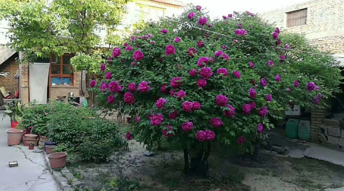 Trải qua hàng ngàn năm lịch sử, giá trị nhân văn của cây mẫu đơn trăm tuổi đã được phản ánh một cách sống động và được coi là biểu tượng cho “vẻ đẹp” và “cái thiện” trong xã hội loài người.