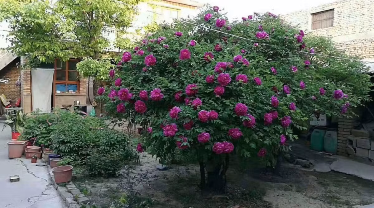 Trải qua hàng ngàn năm lịch sử, giá trị nhân văn của cây mẫu đơn trăm tuổi đã được phản ánh một cách sống động và được coi là biểu tượng cho “vẻ đẹp” và “cái thiện” trong xã hội loài người.