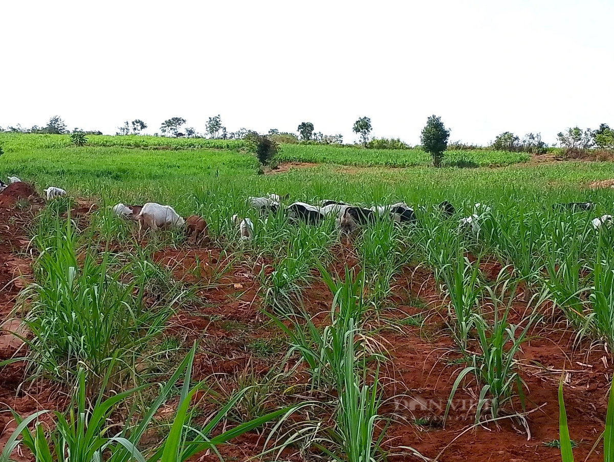 Nang han keo dai, nong dan Ninh Thuan xuyen dem dan nuoc cuu mia-Hinh-7