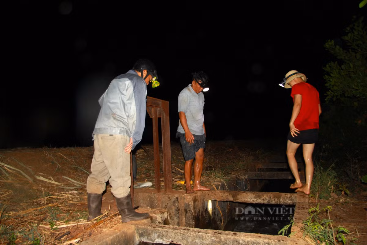 Nang han keo dai, nong dan Ninh Thuan xuyen dem dan nuoc cuu mia-Hinh-5