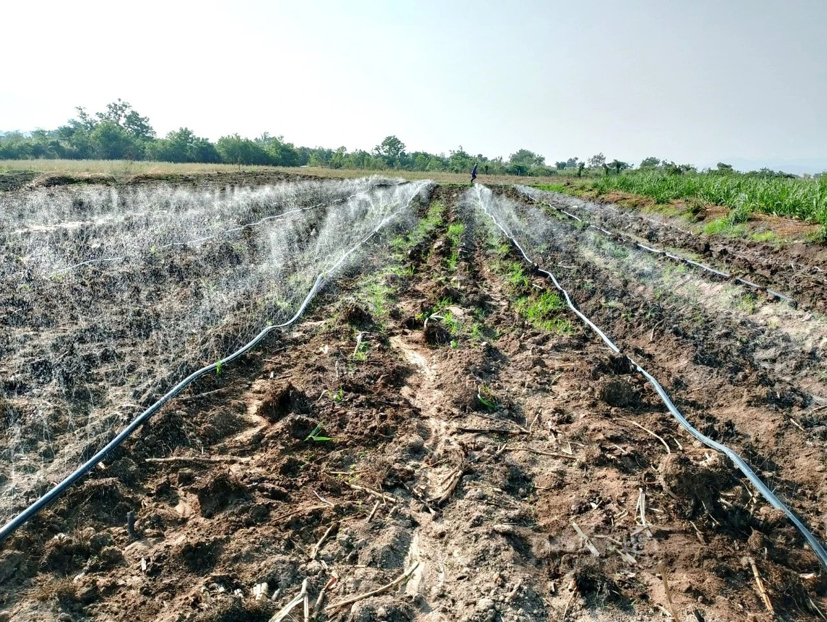 Nang han keo dai, nong dan Ninh Thuan xuyen dem dan nuoc cuu mia-Hinh-6