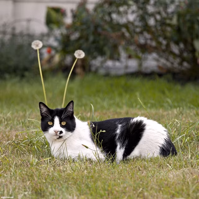 Huan luyen diep vien meo: That bai tri gia 20 trieu USD cua CIA