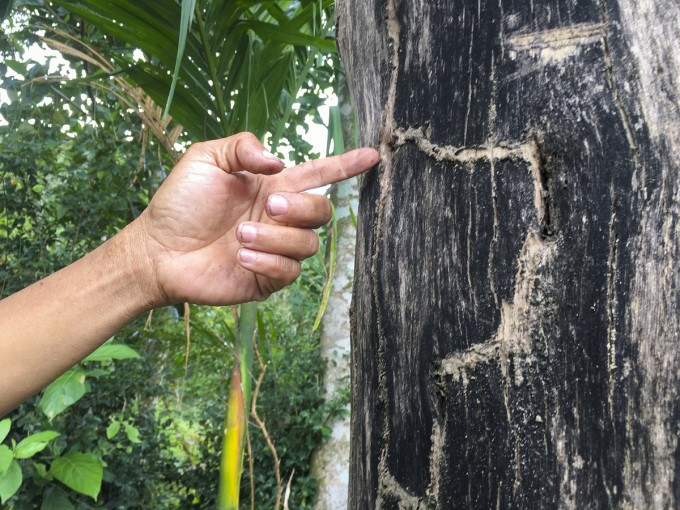 Loại gỗ siêu hiếm, triệu cây mới có một ở Việt Nam - Hình 2 Loai go sieu hiem, trieu cay moi co mot o Viet Nam-Hinh-2