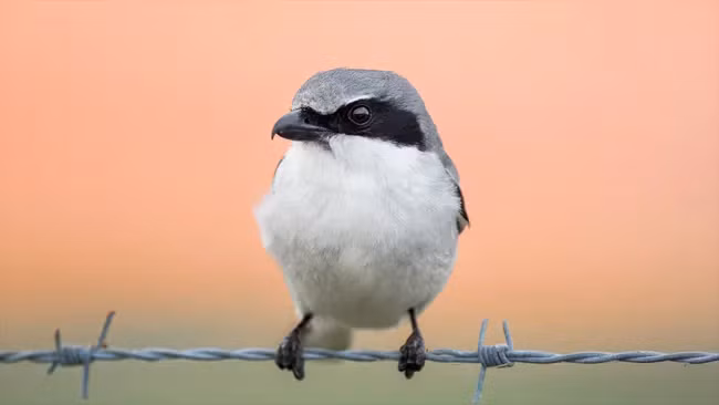 Loggerhead shrike, loai chim 'do te' tan bao
