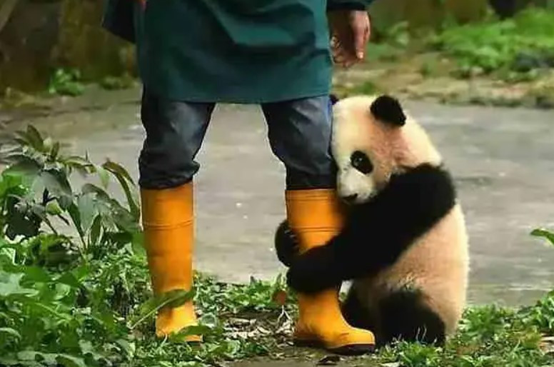 Bất ngời lý do gấu trúc thích ôm đùi người nuôi Bat ngoi ly do gau truc thich om dui nguoi nuoi