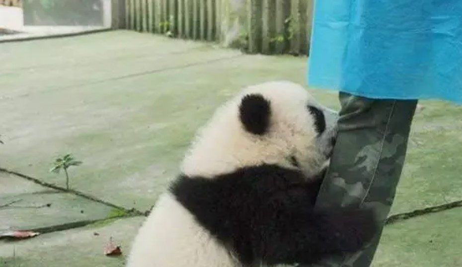 Bất ngời lý do gấu trúc thích ôm đùi người nuôi - Hình 2 Bat ngoi ly do gau truc thich om dui nguoi nuoi-Hinh-2