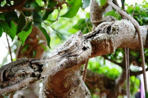 Sững sờ trước 'biệt phủ' triệu đô giữa lòng Hà Nội - Ảnh 12