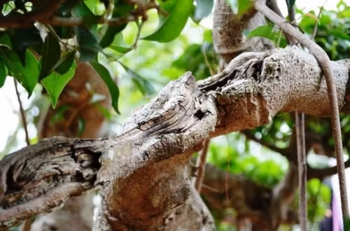 Sững sờ trước 'biệt phủ' triệu đô giữa lòng Hà Nội - Ảnh 12