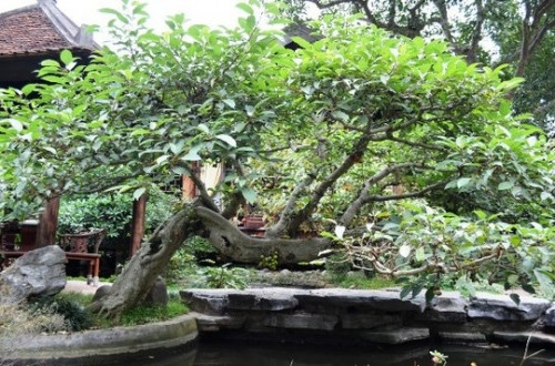 Sững sờ trước 'biệt phủ' triệu đô giữa lòng Hà Nội - Ảnh 7