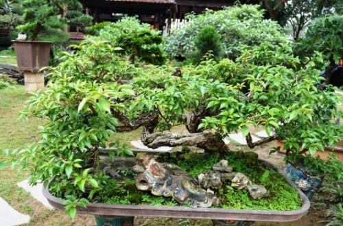 Sững sờ trước 'biệt phủ' triệu đô giữa lòng Hà Nội - Ảnh 14