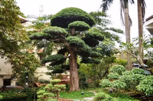 Sững sờ trước 'biệt phủ' triệu đô giữa lòng Hà Nội - Ảnh 6