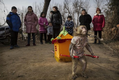 Màn khỉ bê kiệu hoa luôn được các khán giả yêu thích